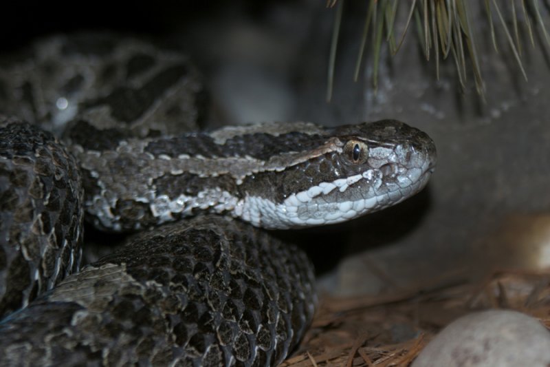 Masassauga rattlesnake