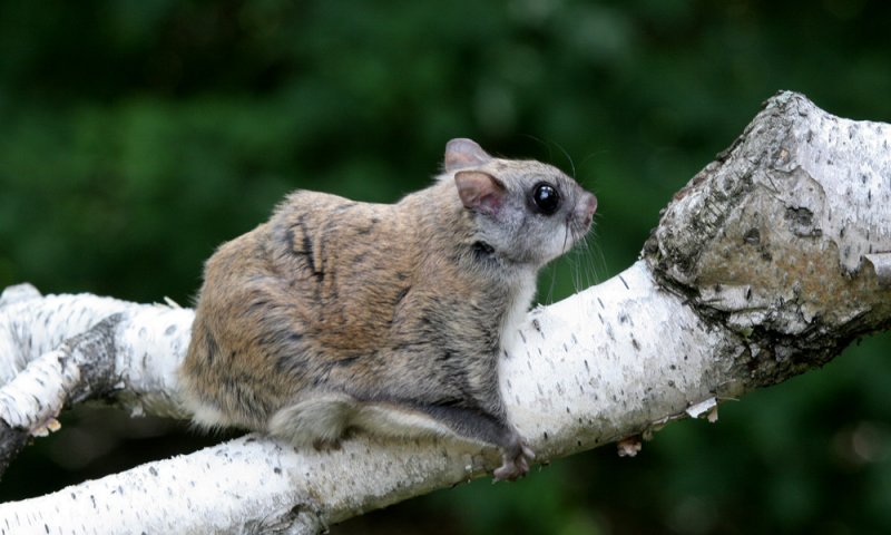 Southenr flying squirrel