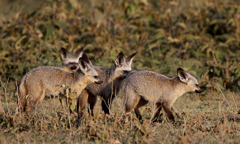 Bat-eared fox