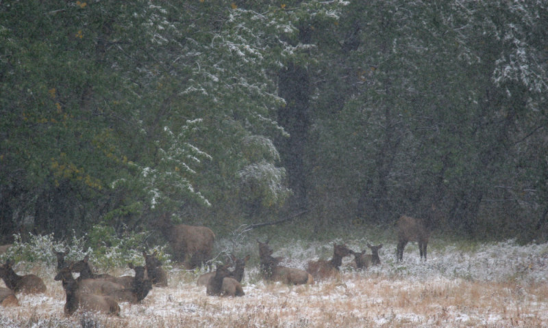 Waterton Lakes N.P, Elk in  snow storm
