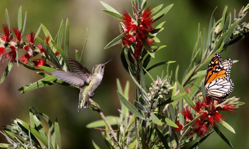 Annas hummingbird with monarch butterfly