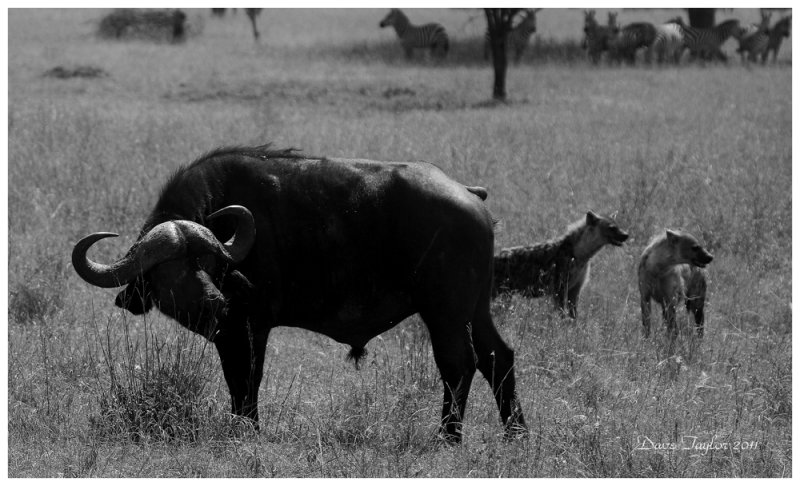 Cape buffalo with spotted hyenas