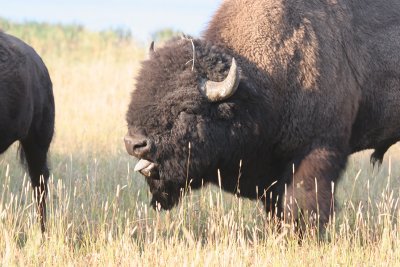 American bison bull bellowing, USA