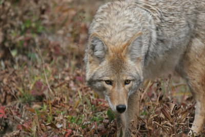 Western coyote, USA
