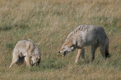 Coyote dominance, USA