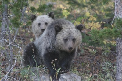 Grizzly cubs of the year, USA