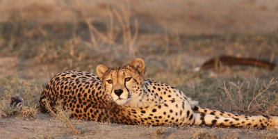 Reclining cheetah, Tanzania (print 20x12)