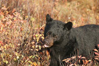 Black bear feeding on berries