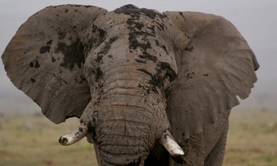 Gallery: African Bush Elephants