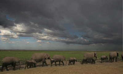 Gallery: African Bush Elephants