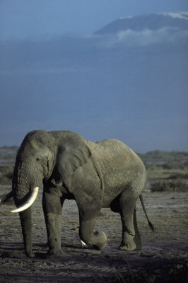 Bull elephant in musth, Amboseli, Kenya
