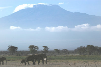 Elephants with Kilimanjaro, Amboseli G.R., Kenya