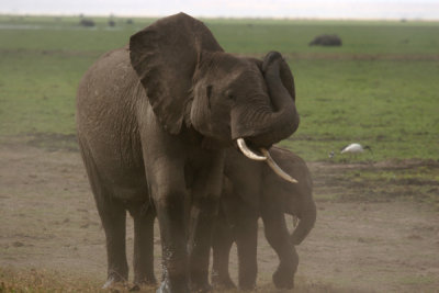 elephants Amboseli storm, Kenya
