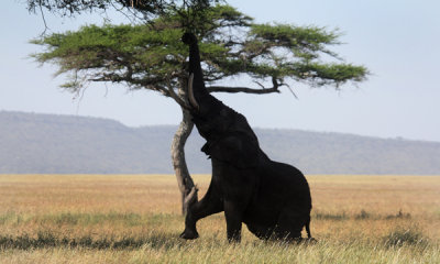 bull elephant feeding on tree, Tanzania