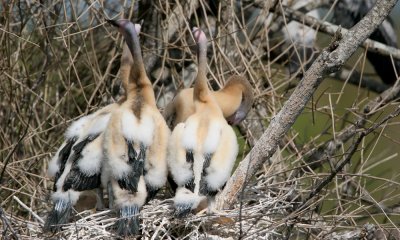 American anhinga young, USA