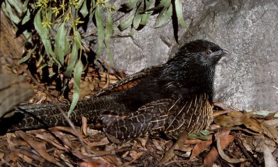 Pheasant coucal, Australia