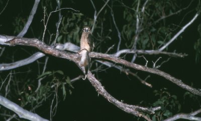 Rufous owl with possum, Australia