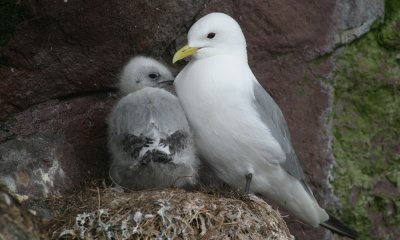 Black legged kittiwait, Canada