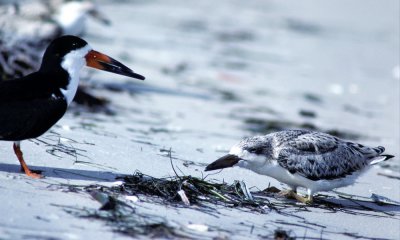 Black skimmer with chick, USA