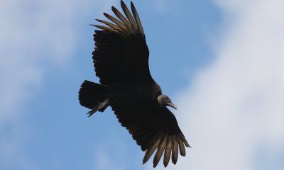 Black vulture, USA
