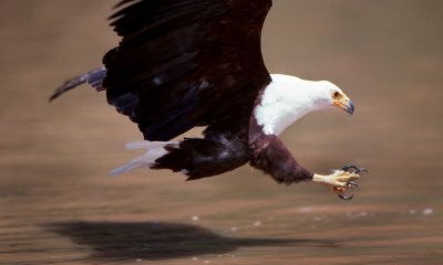 Eagles, Hawks, Old World Vultures
