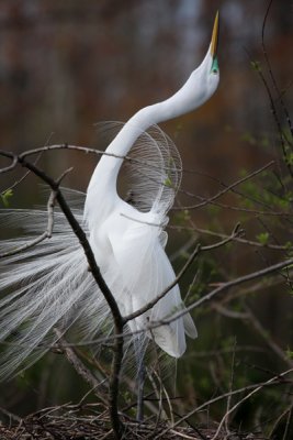 Great-egret displaying on nest, USA