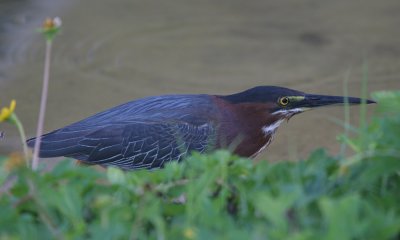 Green heron, Dominican Republic