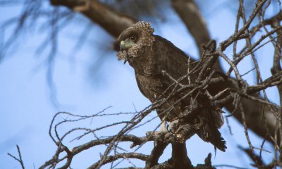 Brown snake eagle,Tanzania
