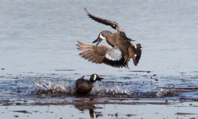 Teal and Harlequin Ducks
