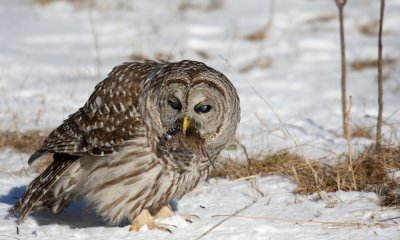 Barred owl with mouse, Canada