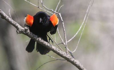 Red-wing blackbird, male displaying, Canada