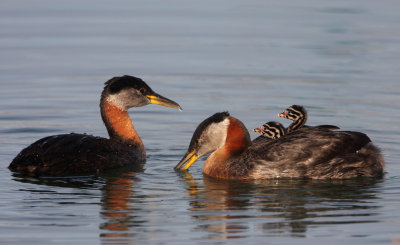 Red-necked grebe with chicks, Canada