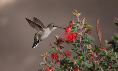 Anna's hummingbird