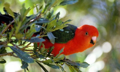 King parrot, Australia