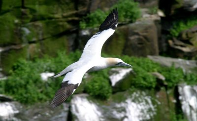 Northern gannets, Canada