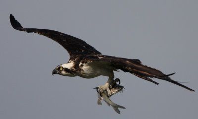 Osprey with catfish, USA