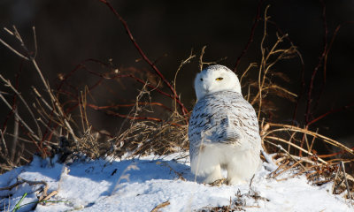 Snowy owl, Canada