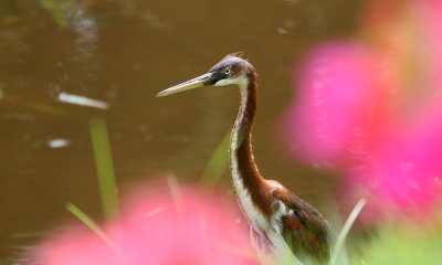 Tri-coloured heron, Dominican Repbulic