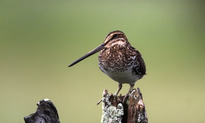 Wilson's snipe, Canada