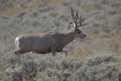 Mule deer buck, USA