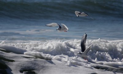 Little gulls