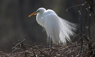 Gallery: Herons, Egrets, Cranes and Storks