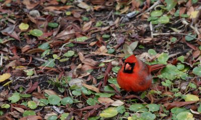 Male cardinal on ground