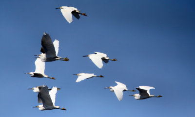 Snowy egrets