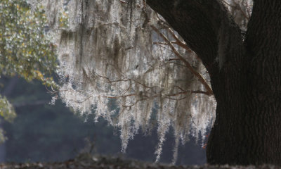 South Carolina Coastal Scenery