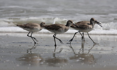 Willet