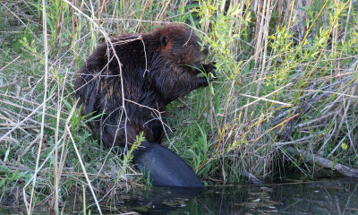 Gallery: North American Beaver