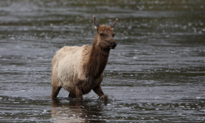 Elk calf in river