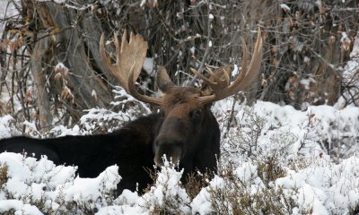 Gallery: Moose