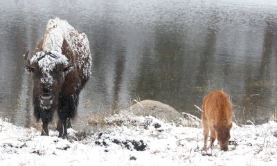 Bison cow and calf in snow storm